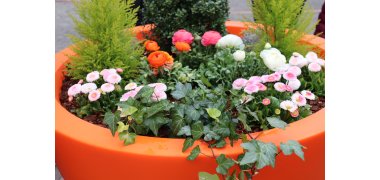 Plants in tubs