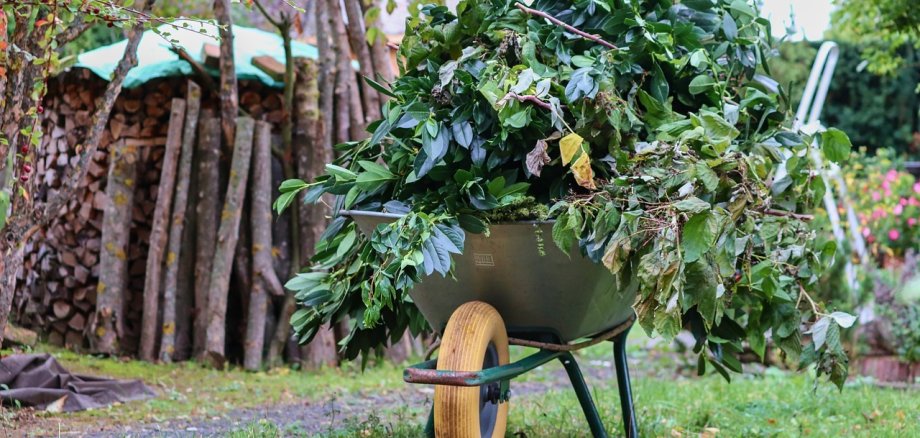 Wheelbarrow with garden greenery