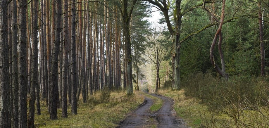 Path in the forest