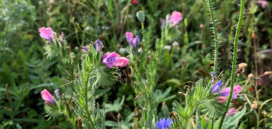 Floral landscape