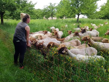 Vicky Diemel with her sheep