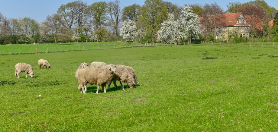 Sheep in a meadow