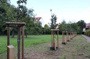 Trees stand in a row