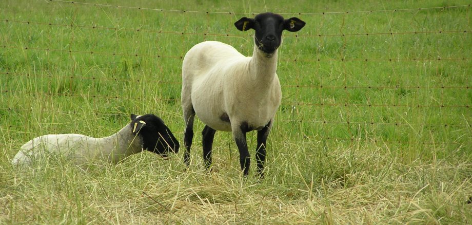 2 Schafe auf der Weide