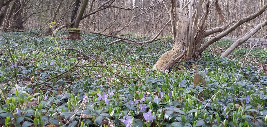 Wald mit Bodendecker